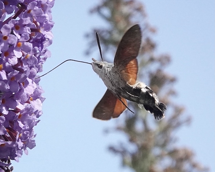 hummingbird hawkmoth